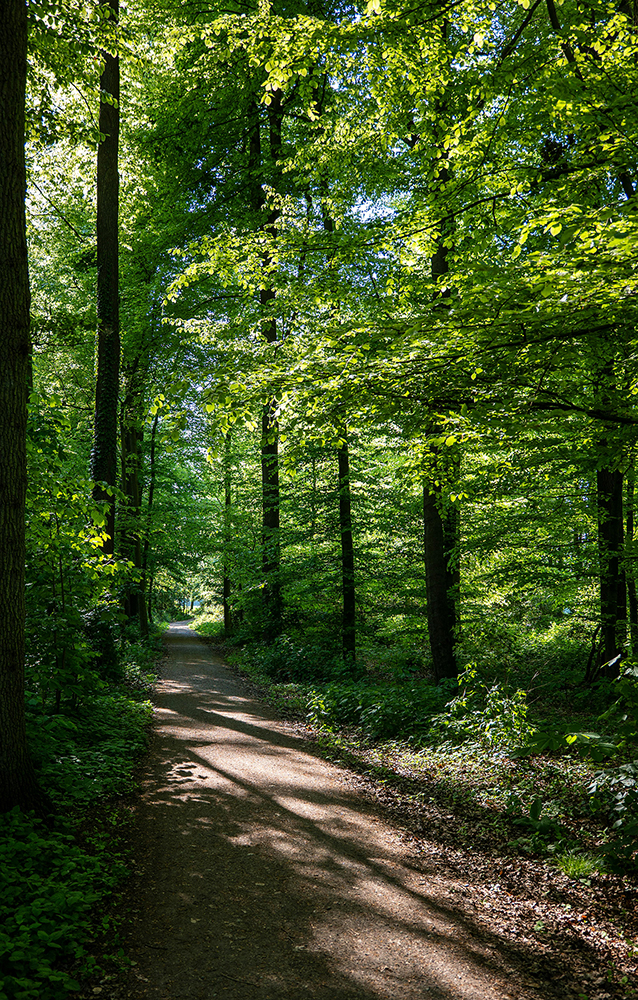 Weg im Wald